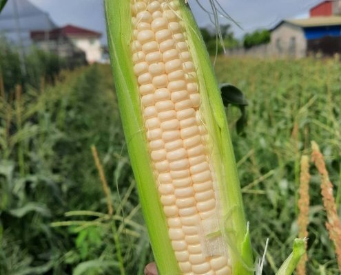 20201123水果玉米_201123_3