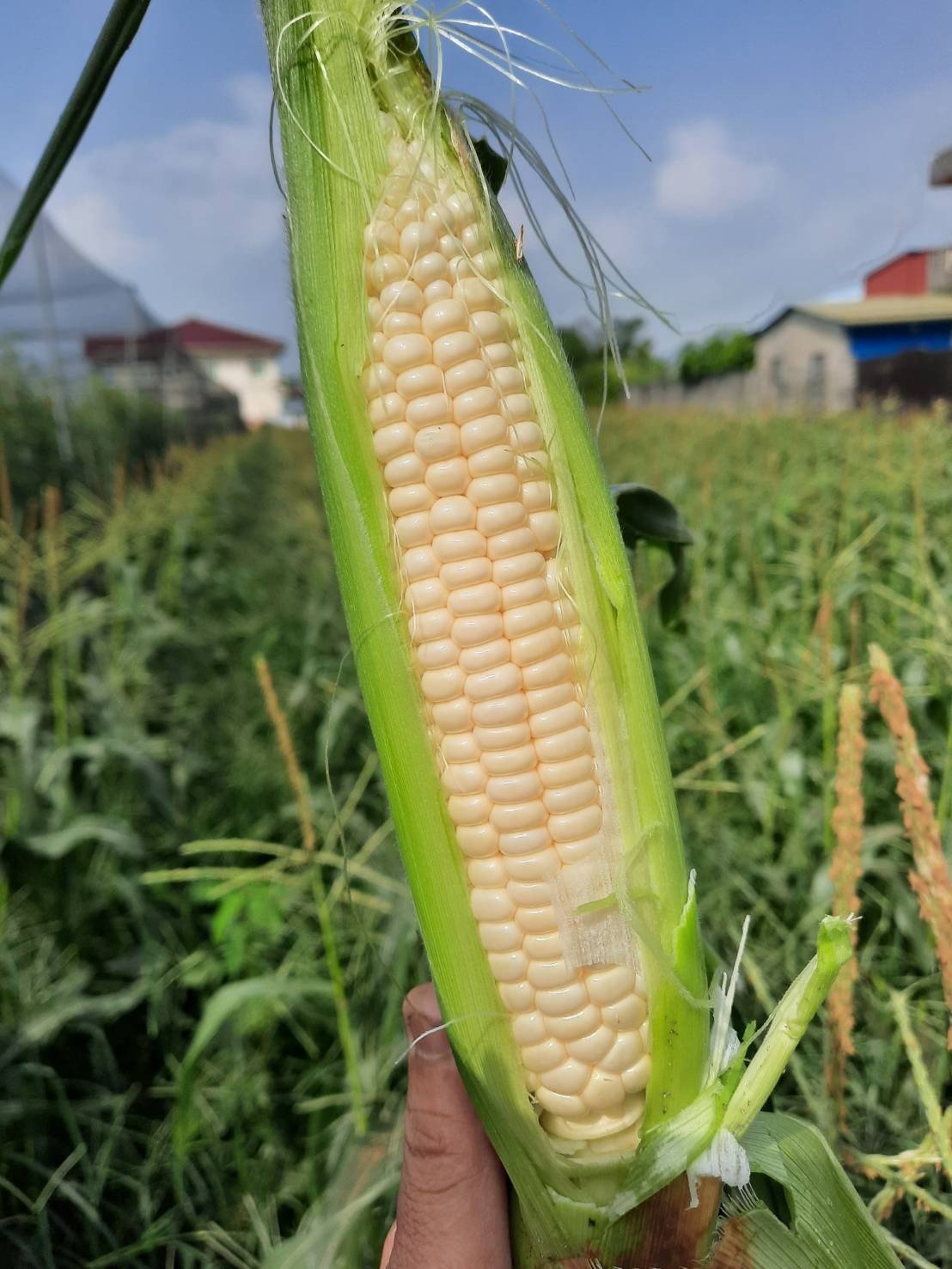 20201123水果玉米_201123_3